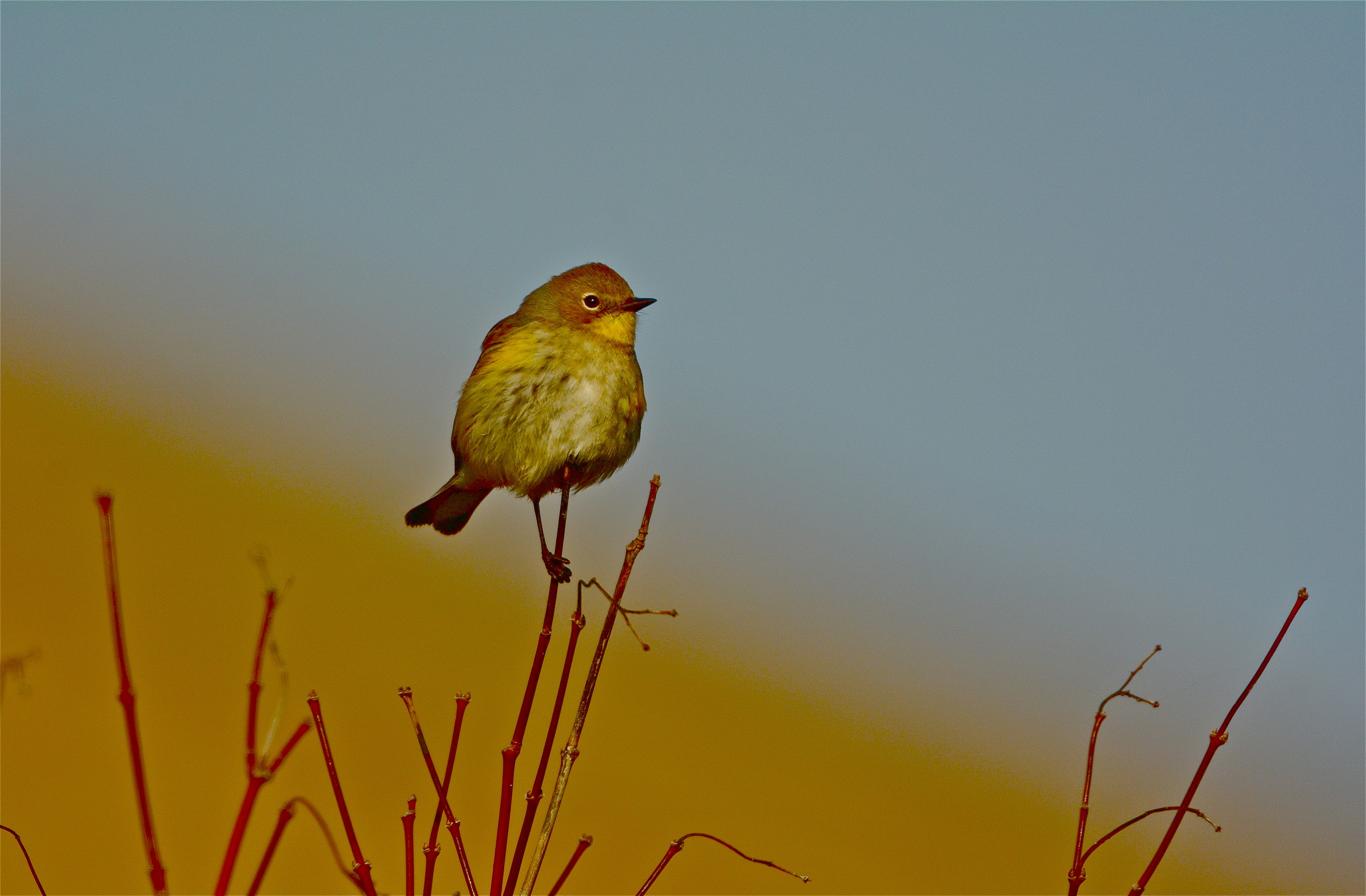 Silvia Gialla-rumped