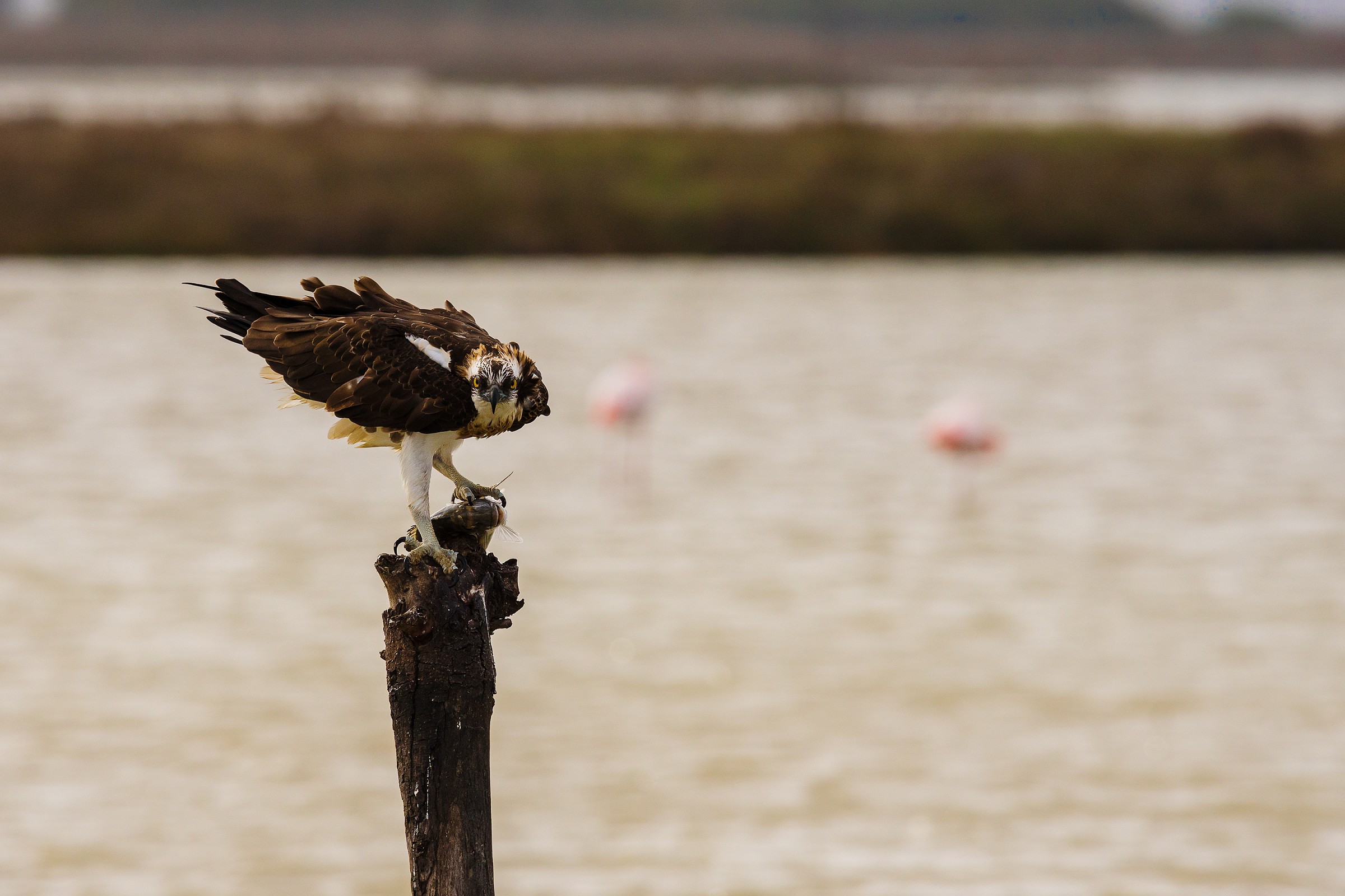 Falco pescatore con pesce