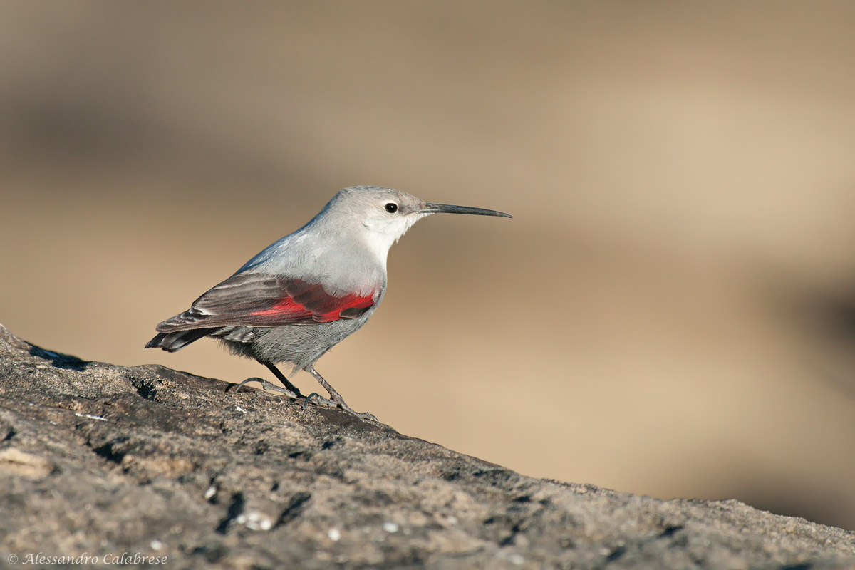 Wallcreeper