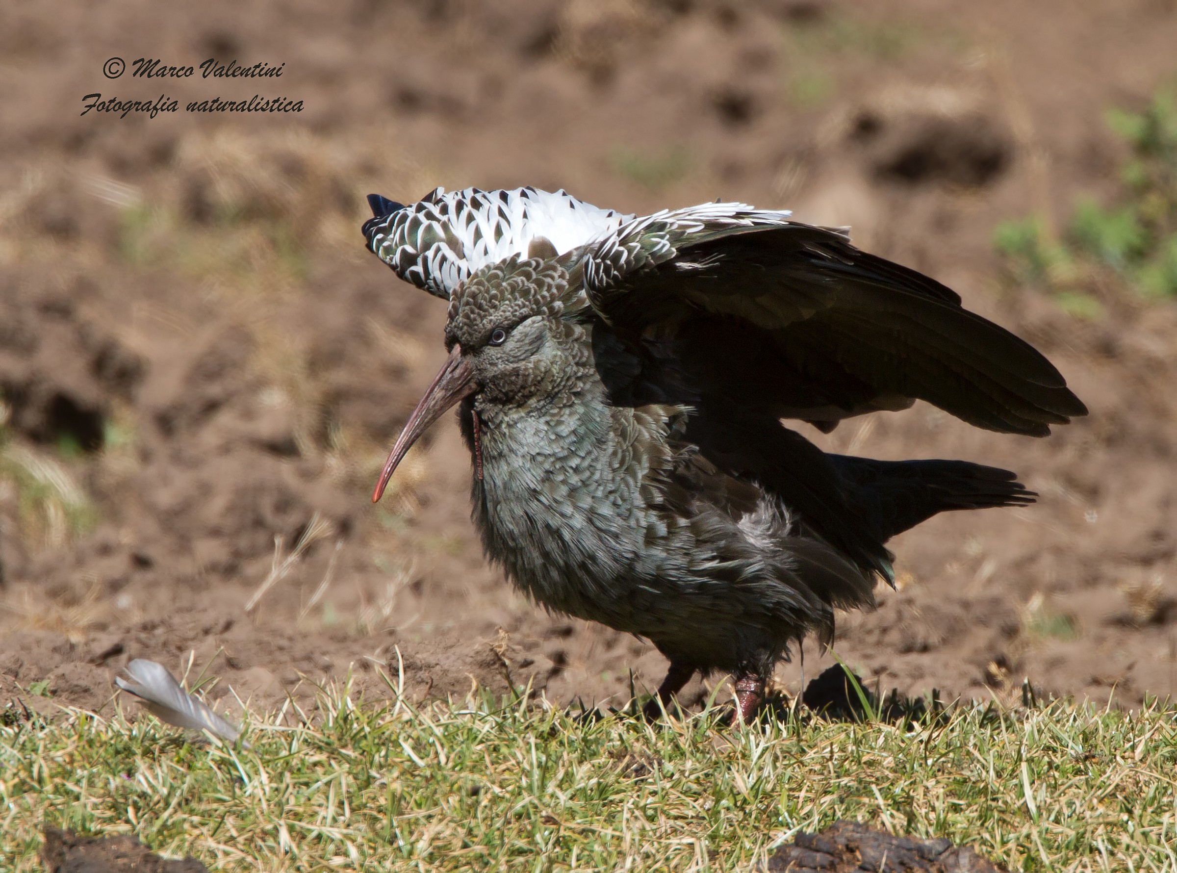 Wattled Ibis