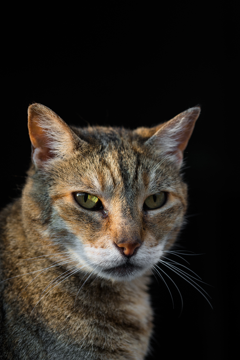 La mia bellissima gatta