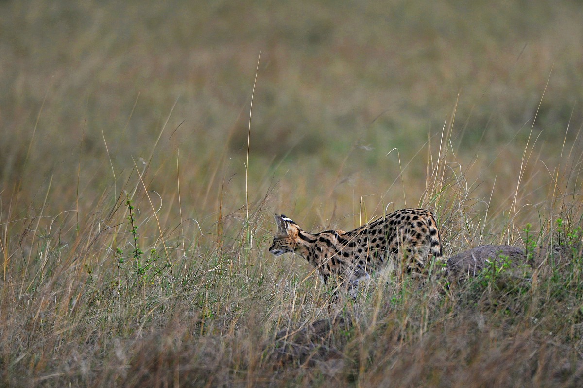 Hunting Serval