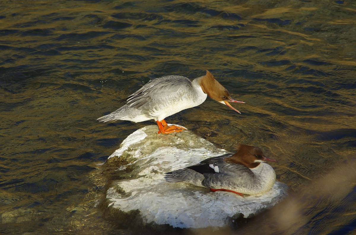 Merganser
