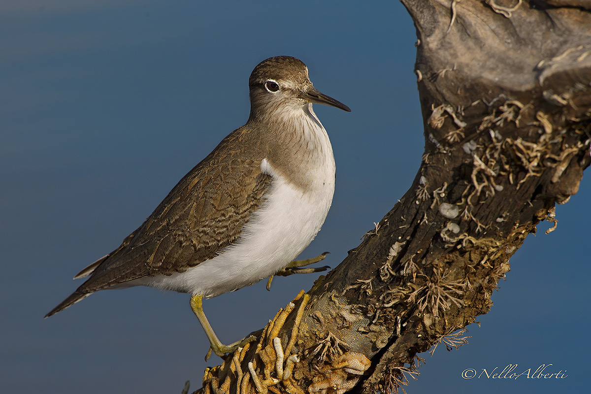 climbing the sandpiper