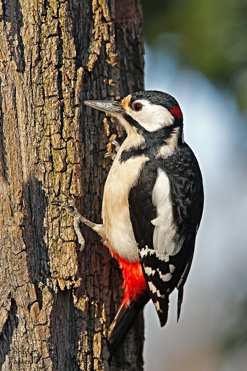 Picchio Rosso Maggiore Maschio!