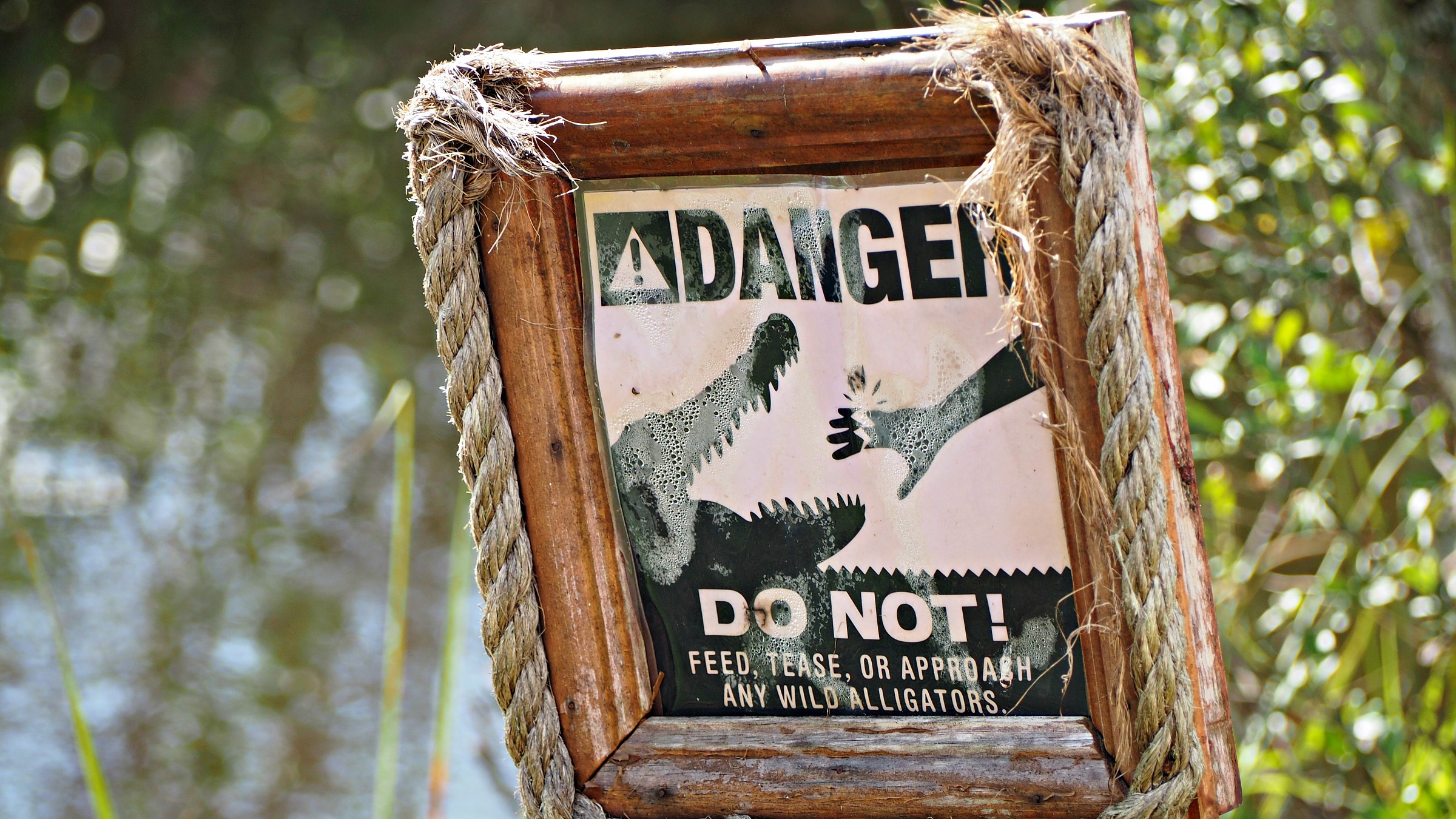 Alligator's aperitif