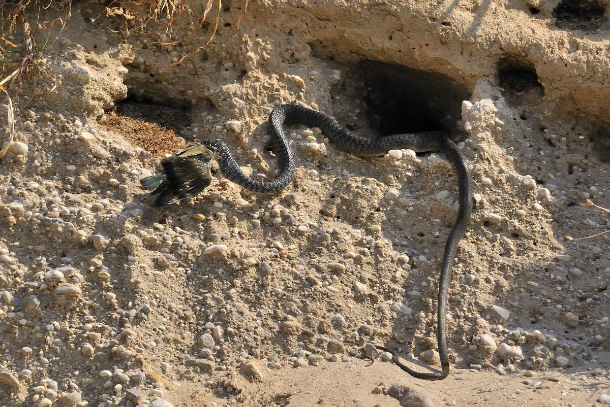 biacco preda pullo di gruccione