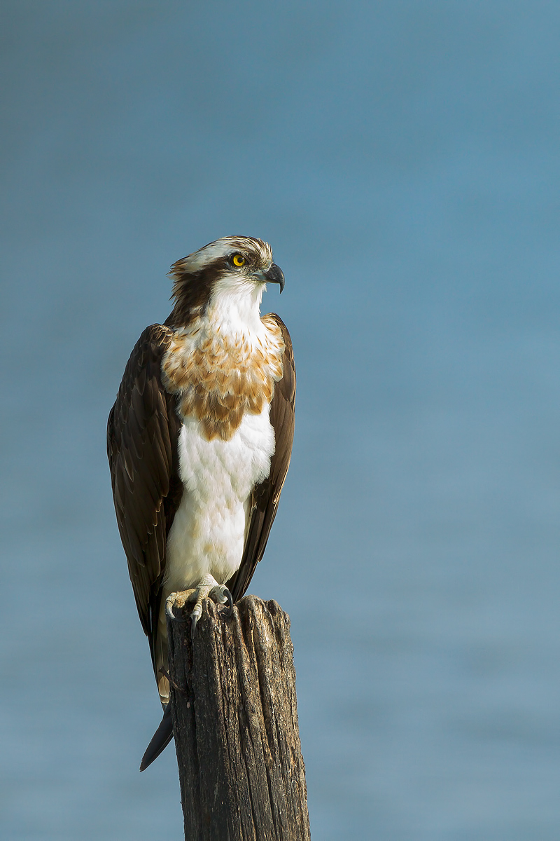 osprey, on his throne ...
