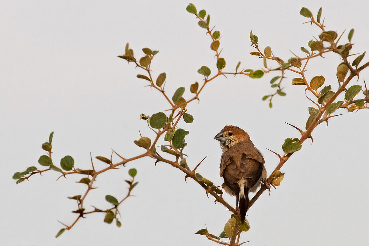 Indian Silverbill all'alba