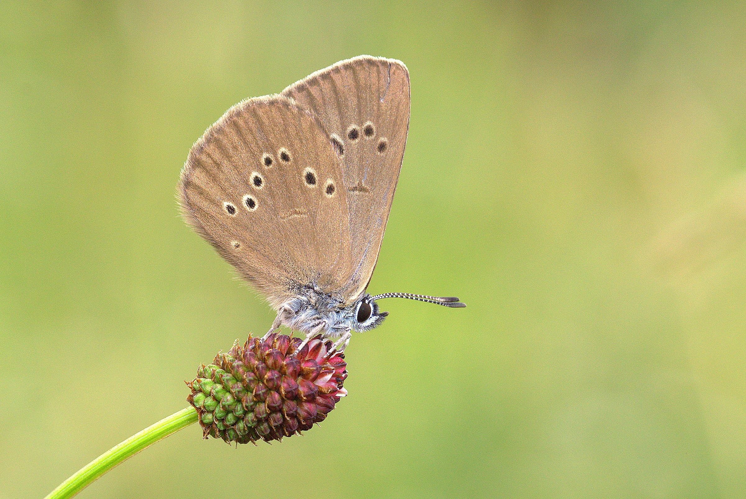 Maculinea nausithous