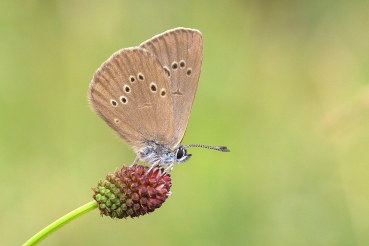 Phengaris nausithous