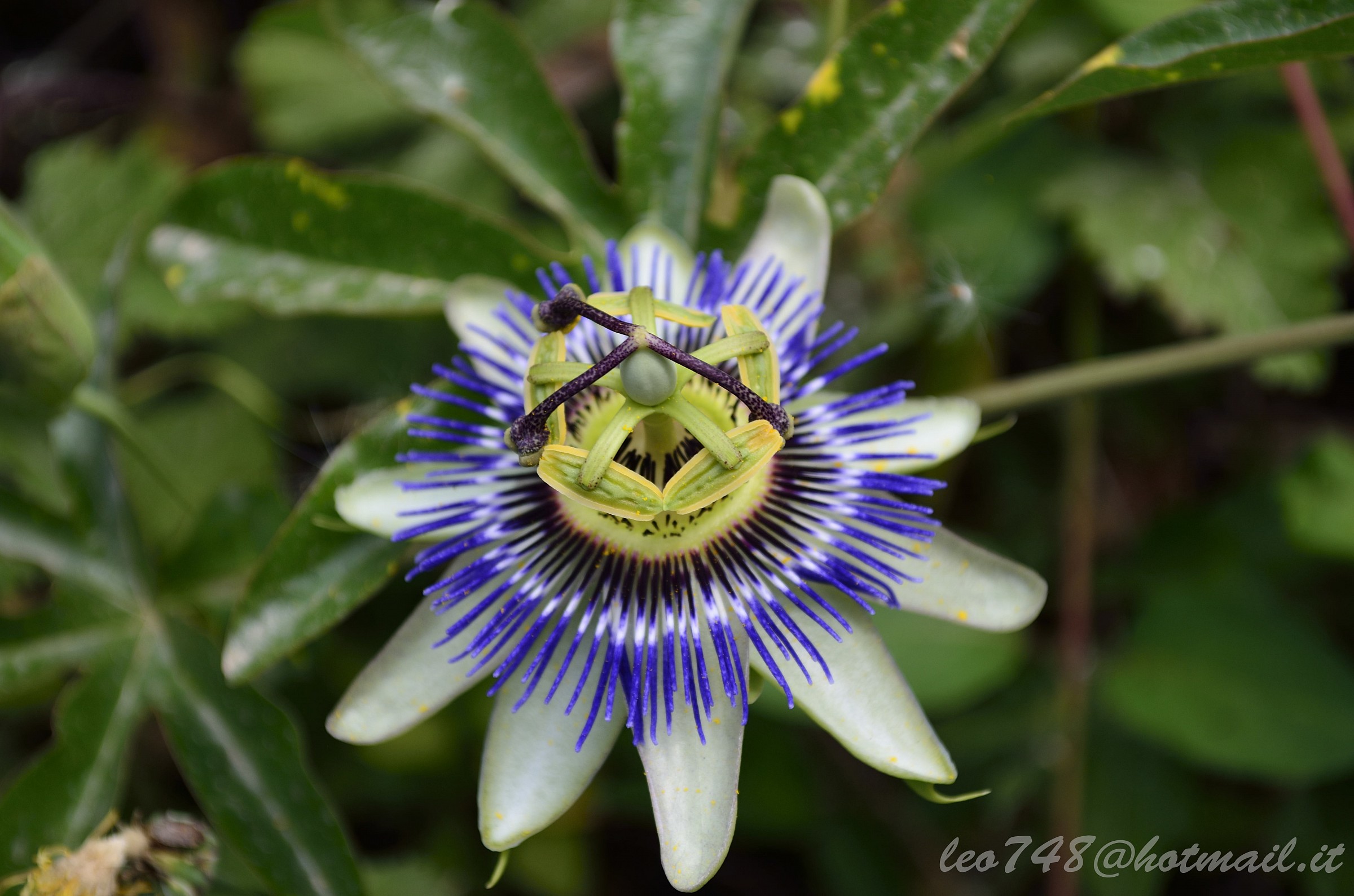 il fiore della passione