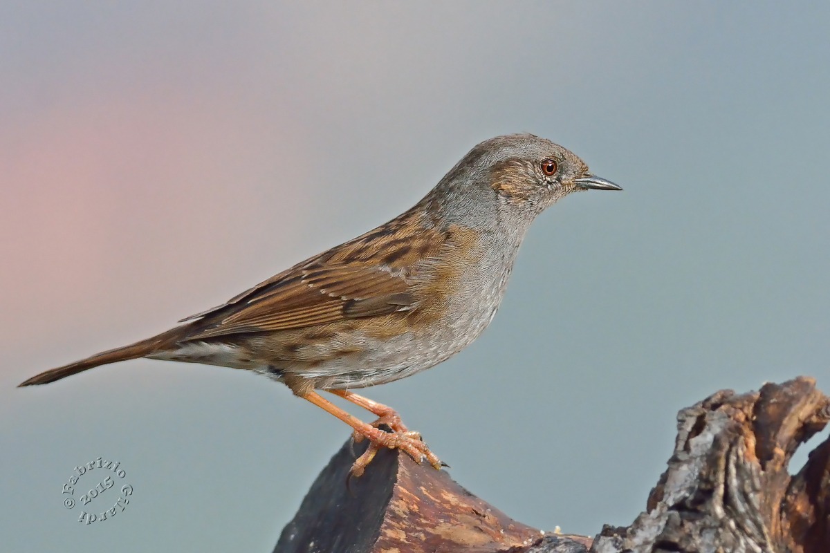 Passera scopaiola (Prunella modularis)