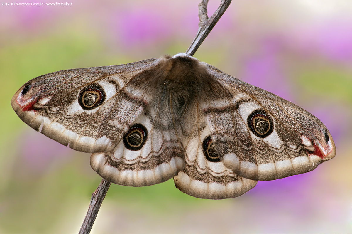 Saturnia pavoniella (Scopoli, 1763)