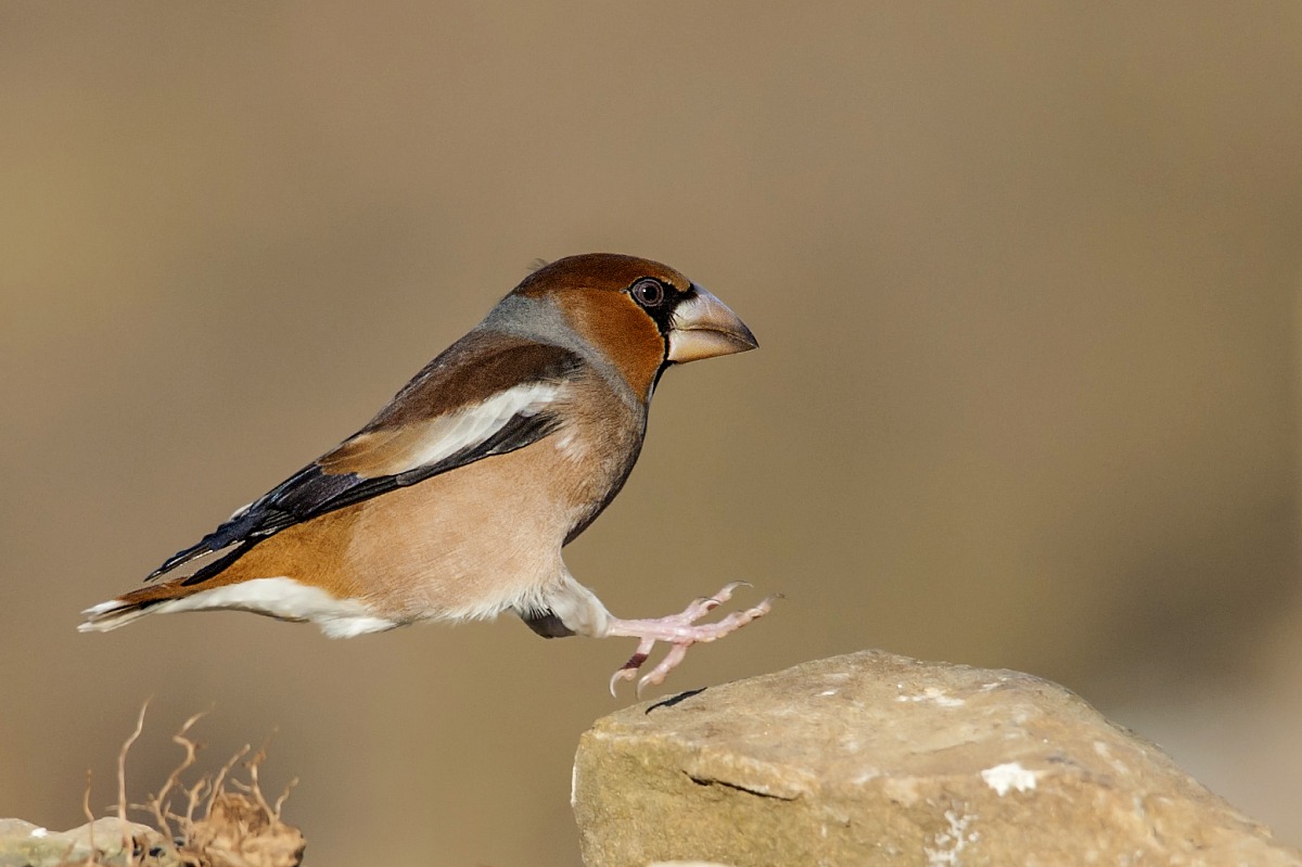 Frosone, piccolo volo.