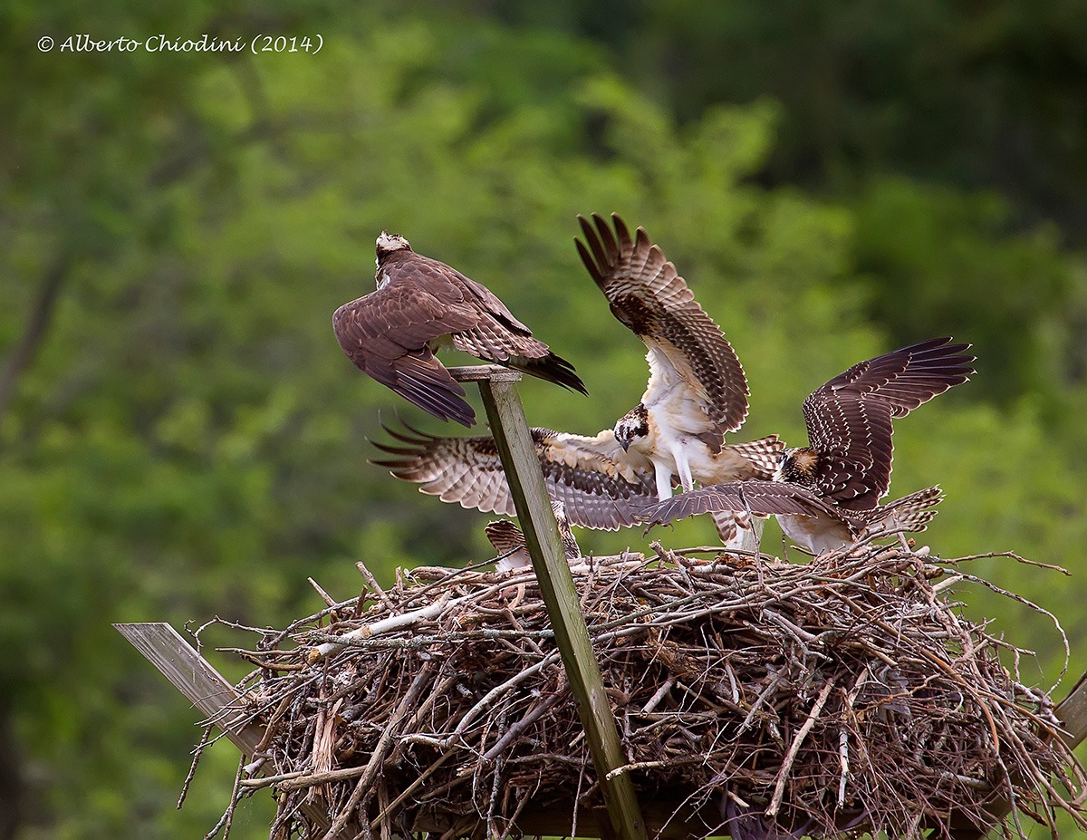 Osprey nesting