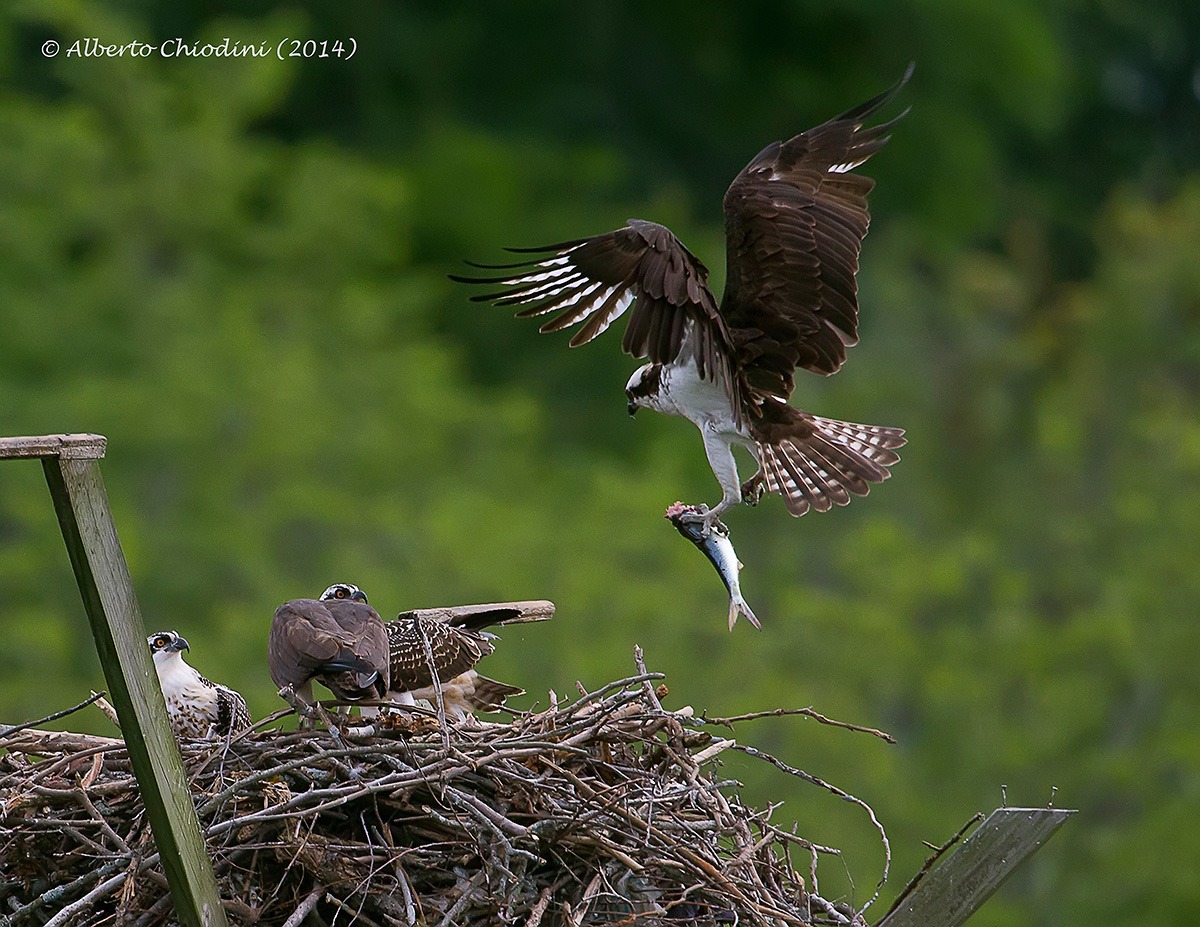 osprey nesting