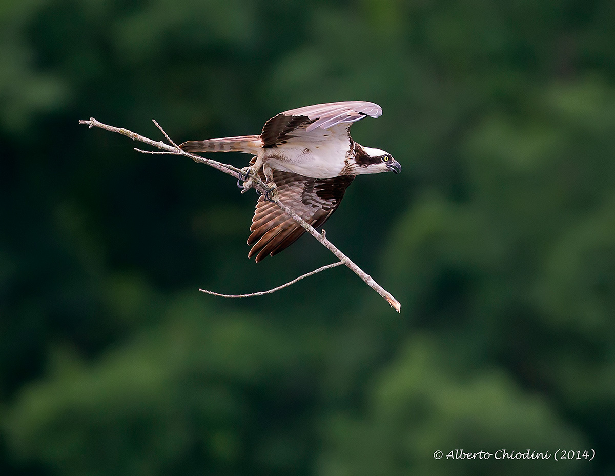 osprey building nest