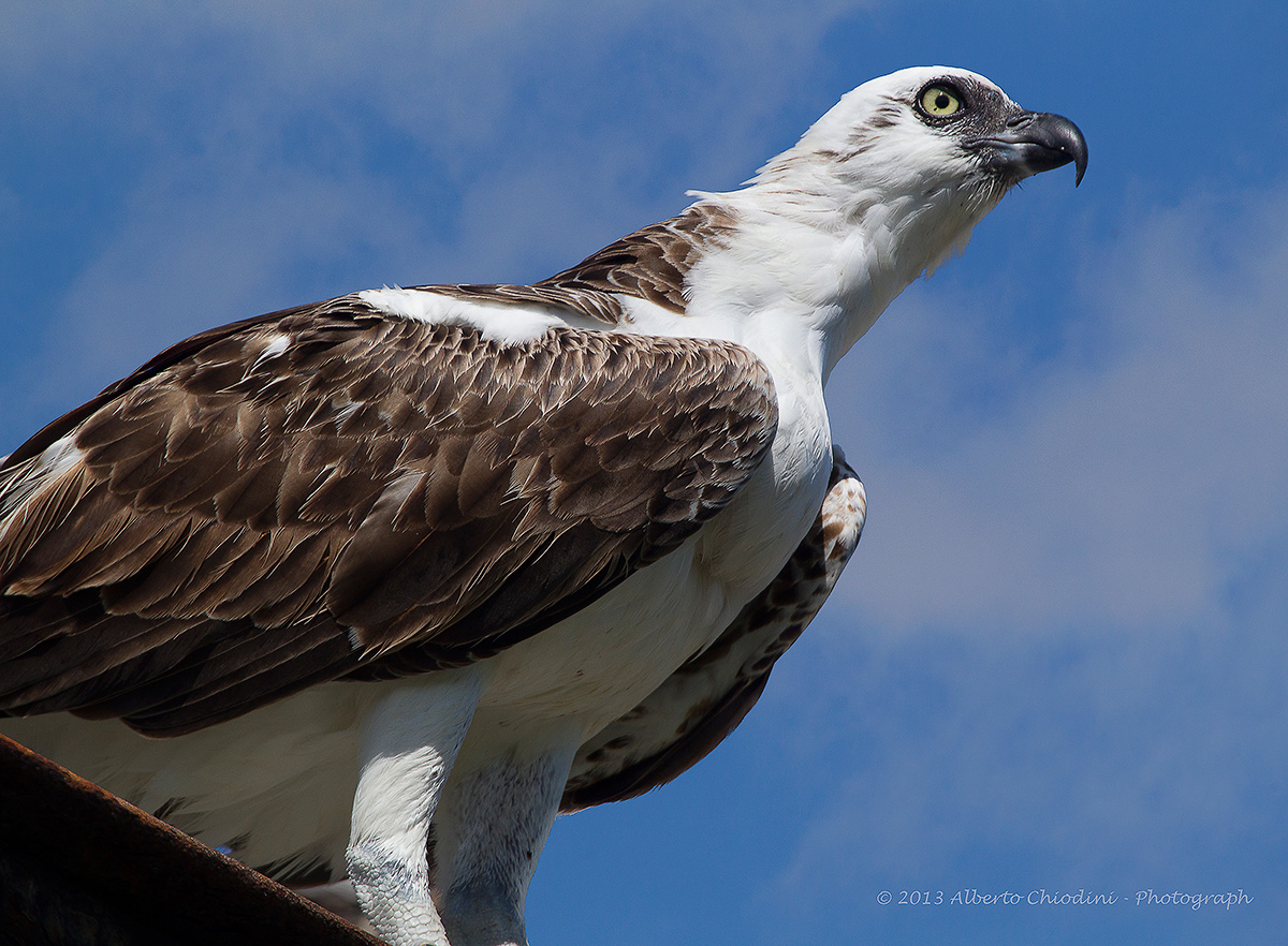 osprey
