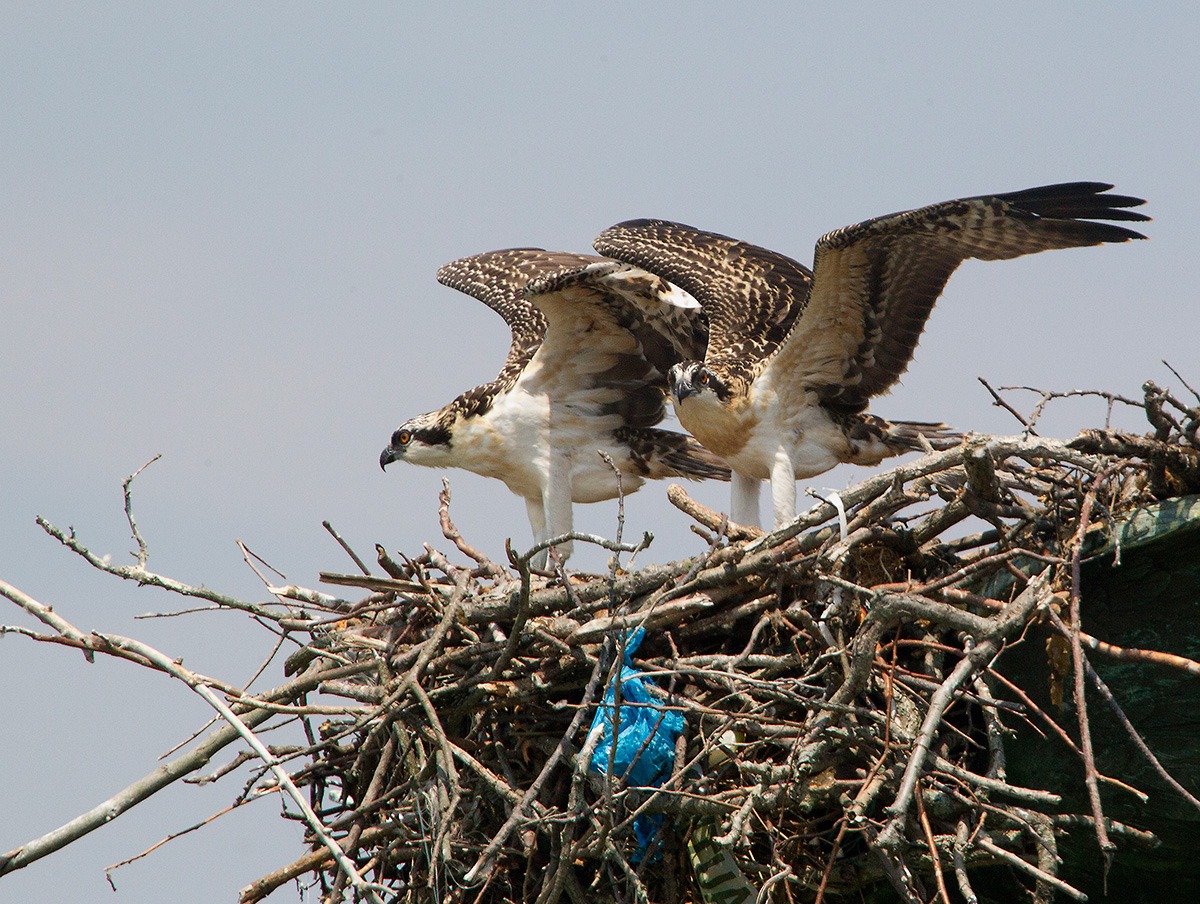 twin ospreys