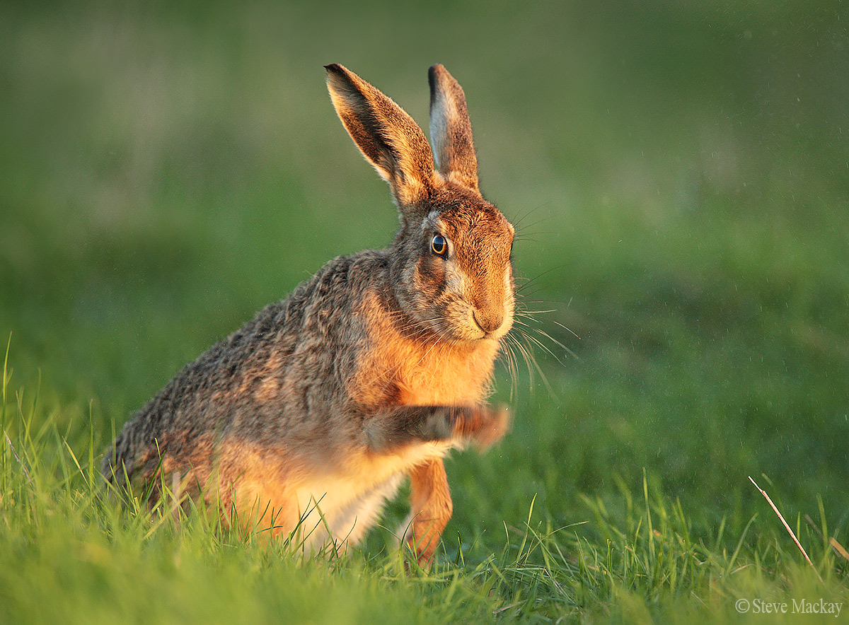 Brown Hare