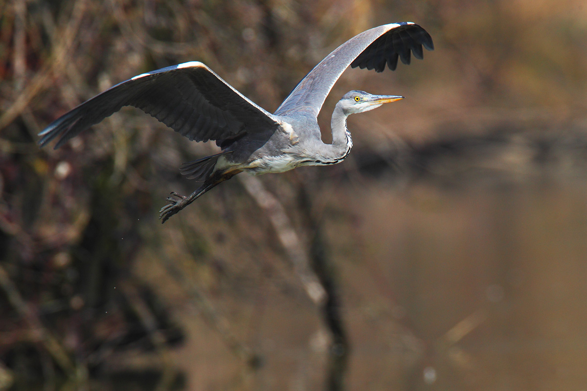 Airone cenerino giovane
