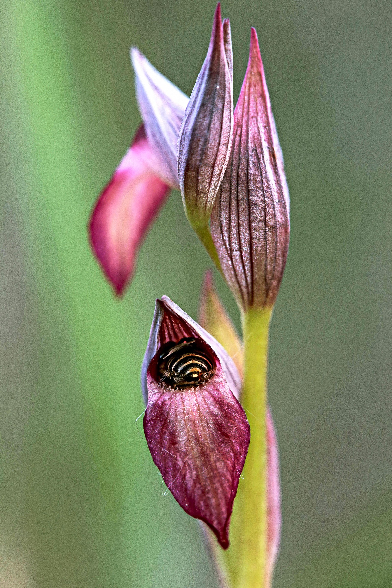 serapias language conimpollinatore