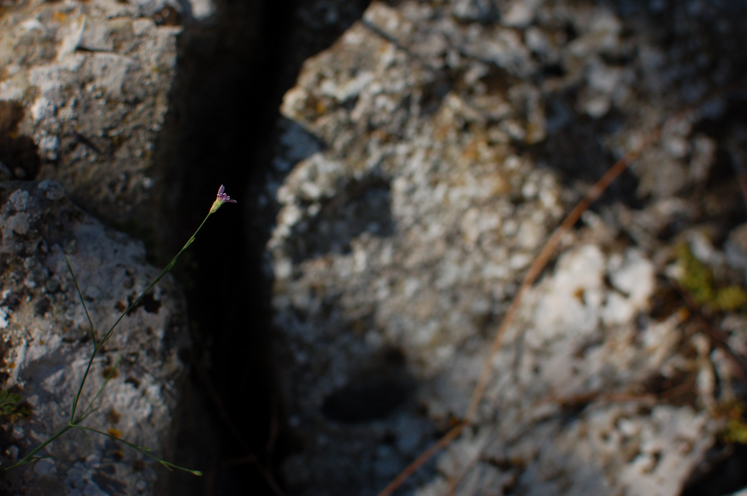 particularly 1/3000 F3.3 AF S DX 35mm G