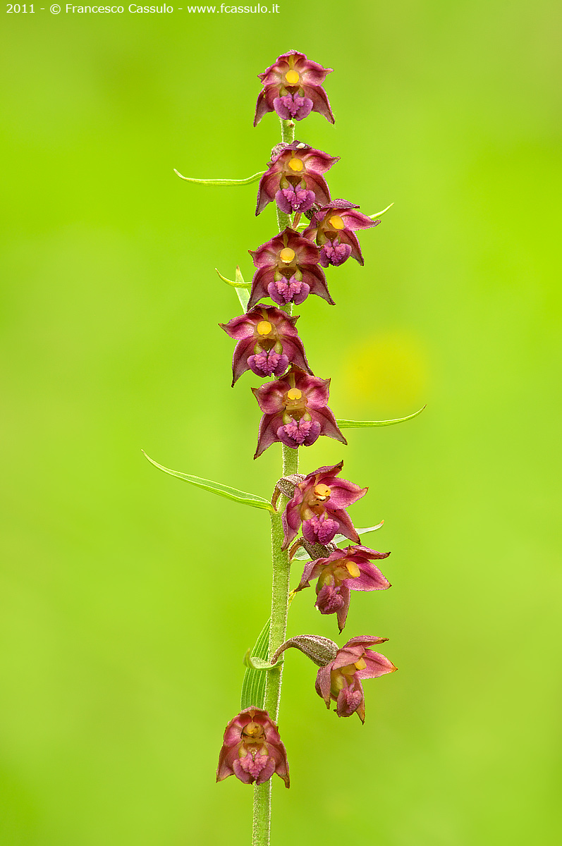 Elleborina violacea (Epipactis atrorubens (Hoffm.) Bess