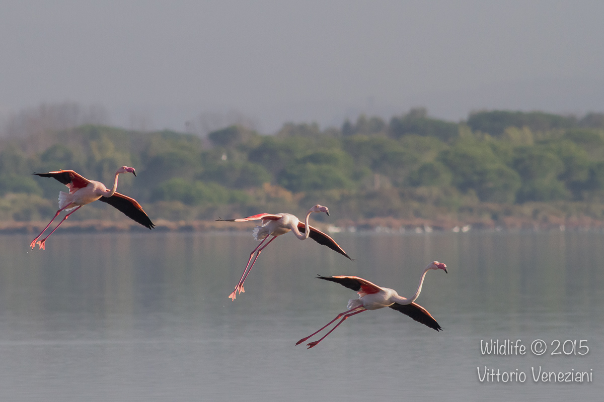 Fenicotteri in volo sulla laguna di Orbetello