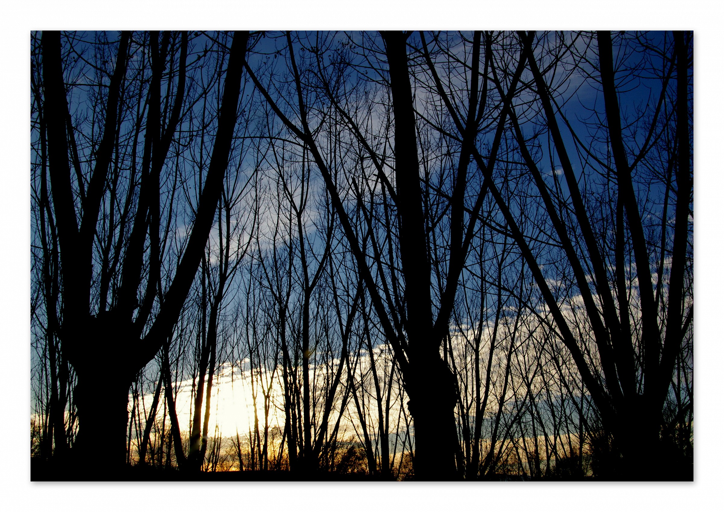 gli alberi e il cielo come chioma