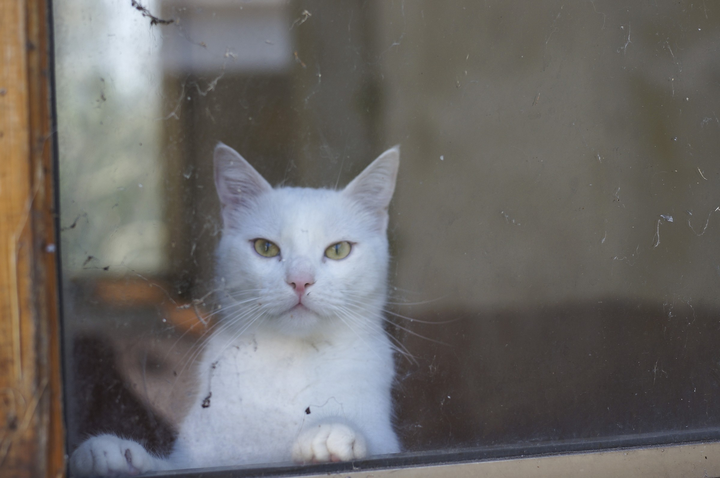 The cats of the fort