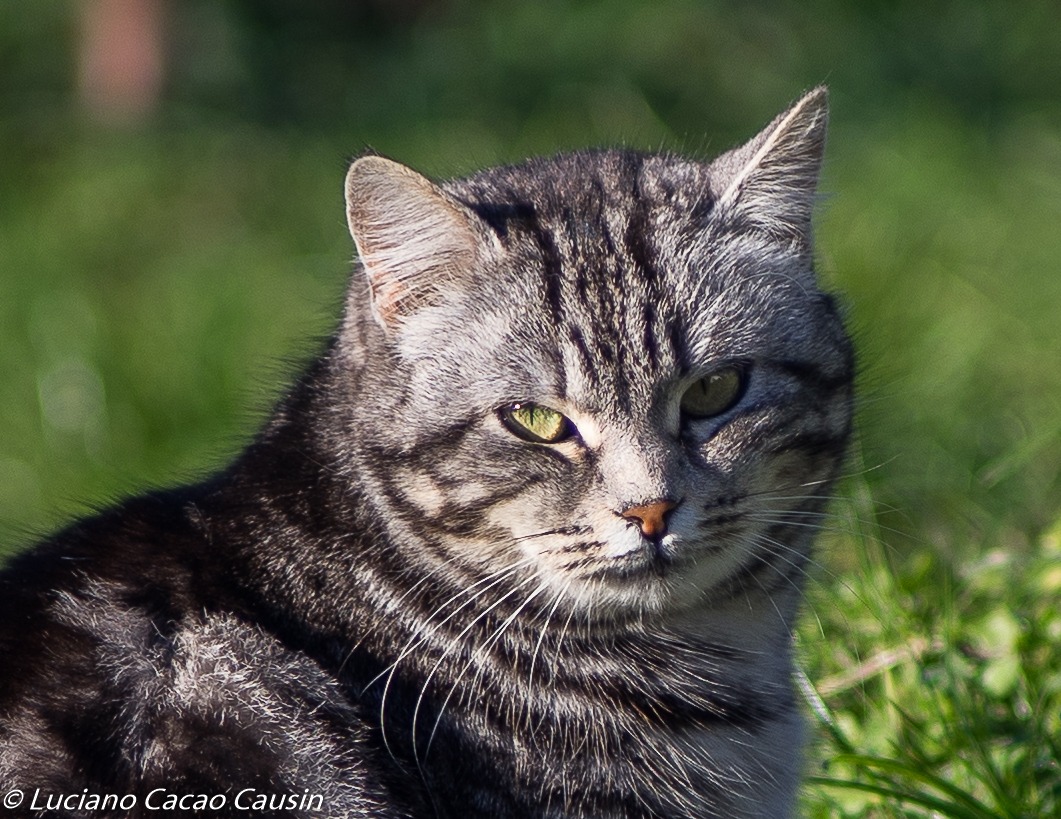 I gatti del Forte Gazzera a Mestre