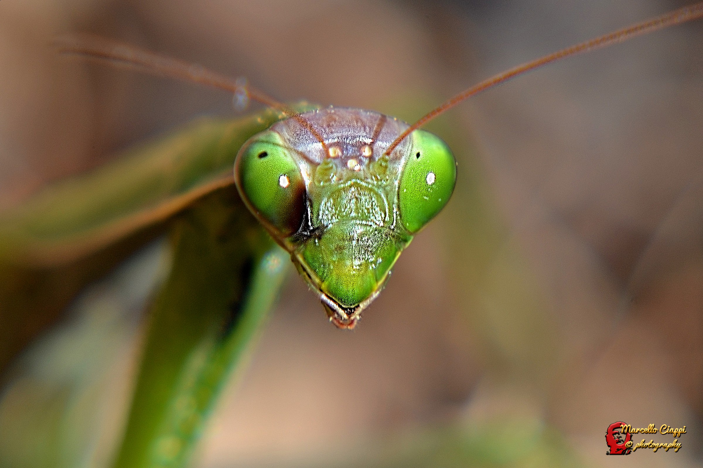 Mantis religiosa