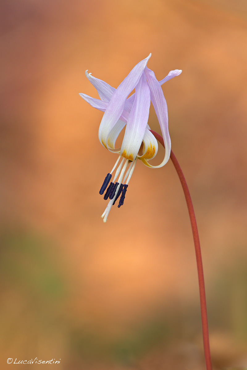 Erythronium dens-canis