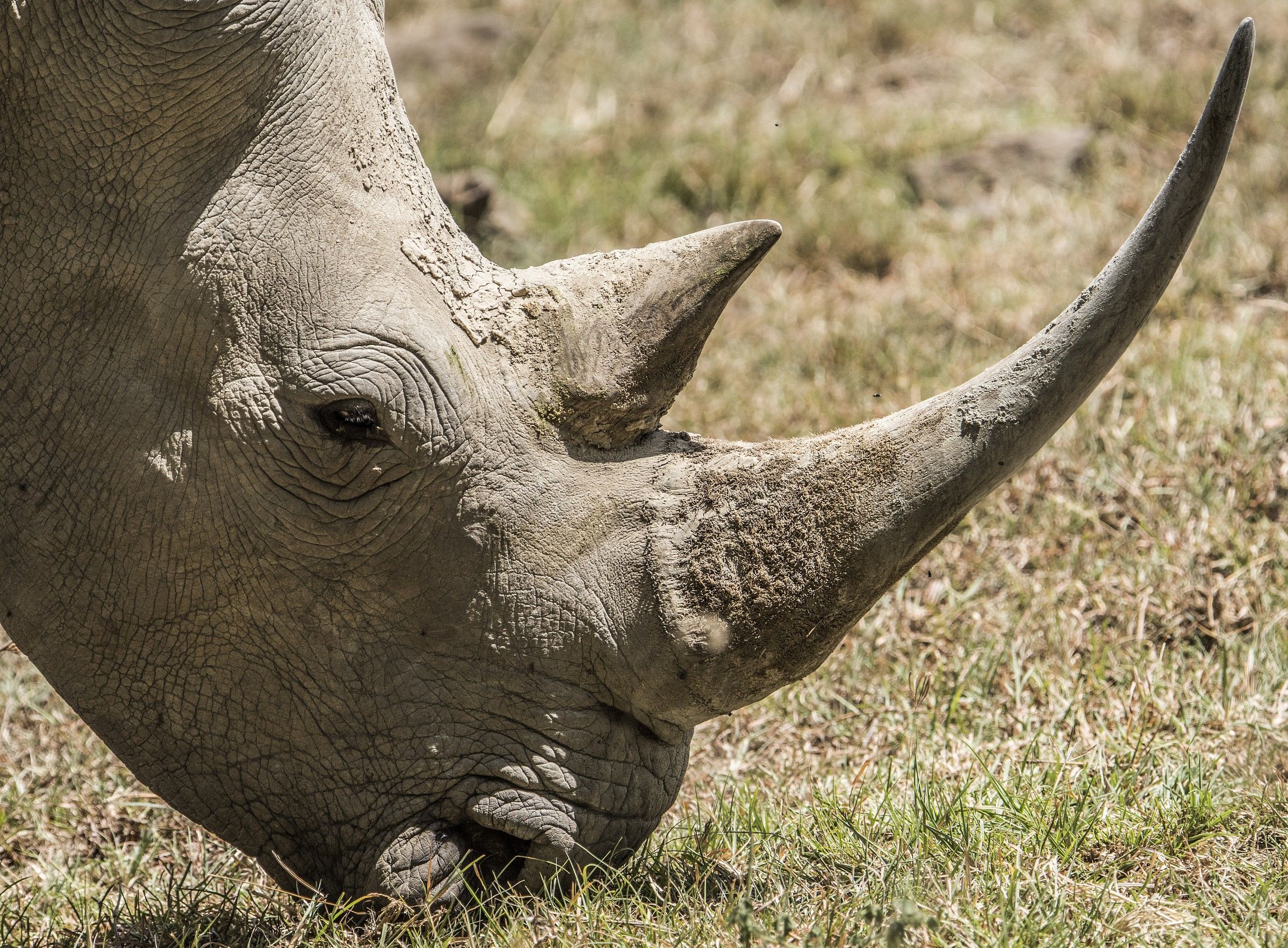 White Rhino - Ceratotherium Simum