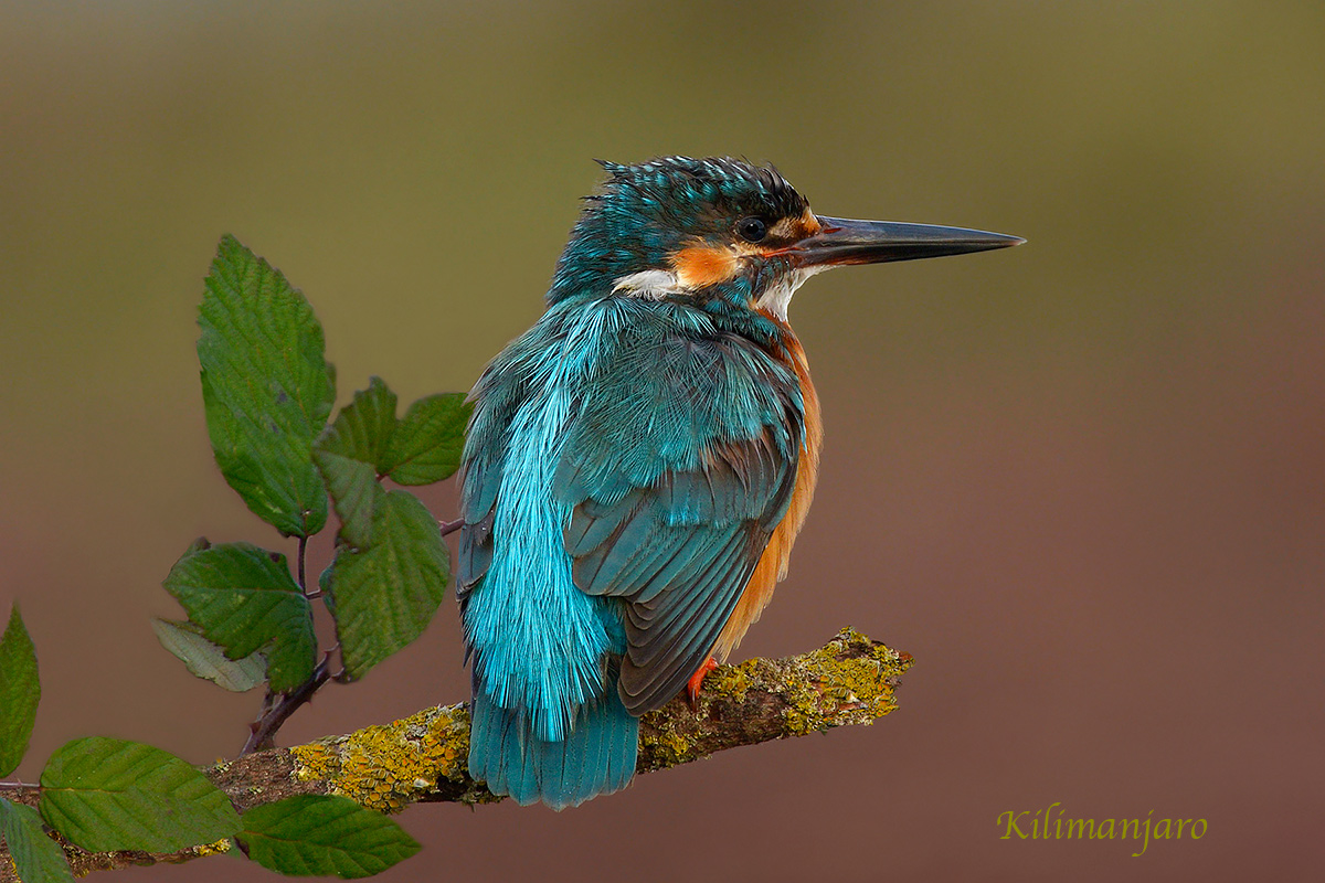 Kingfisher at sunset