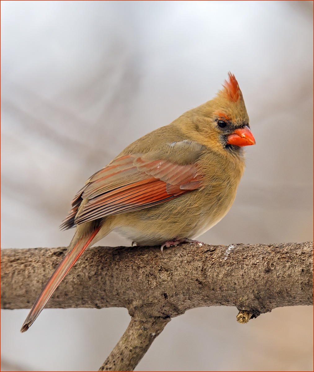 Female Cardinal
