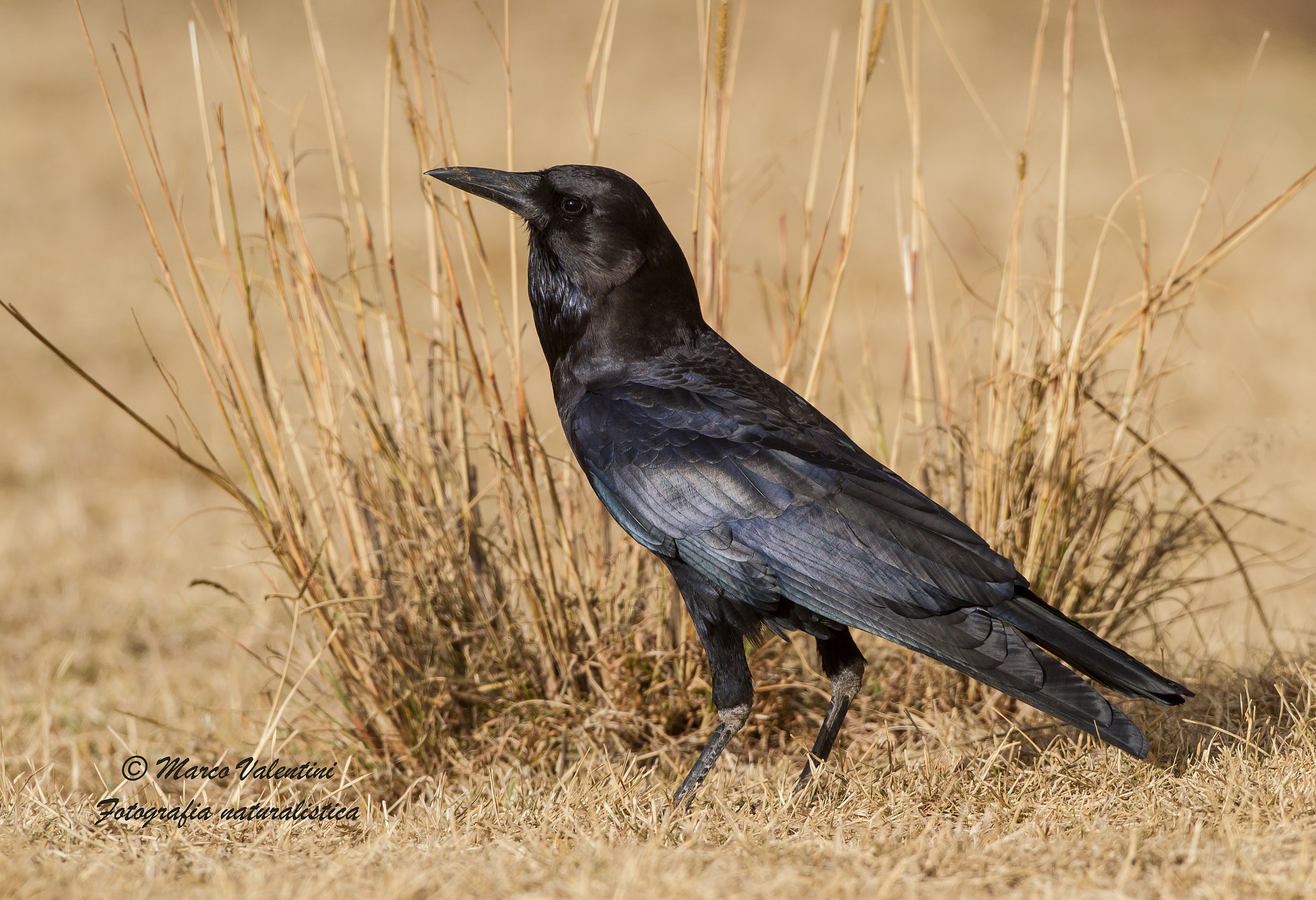 My most beautiful raven