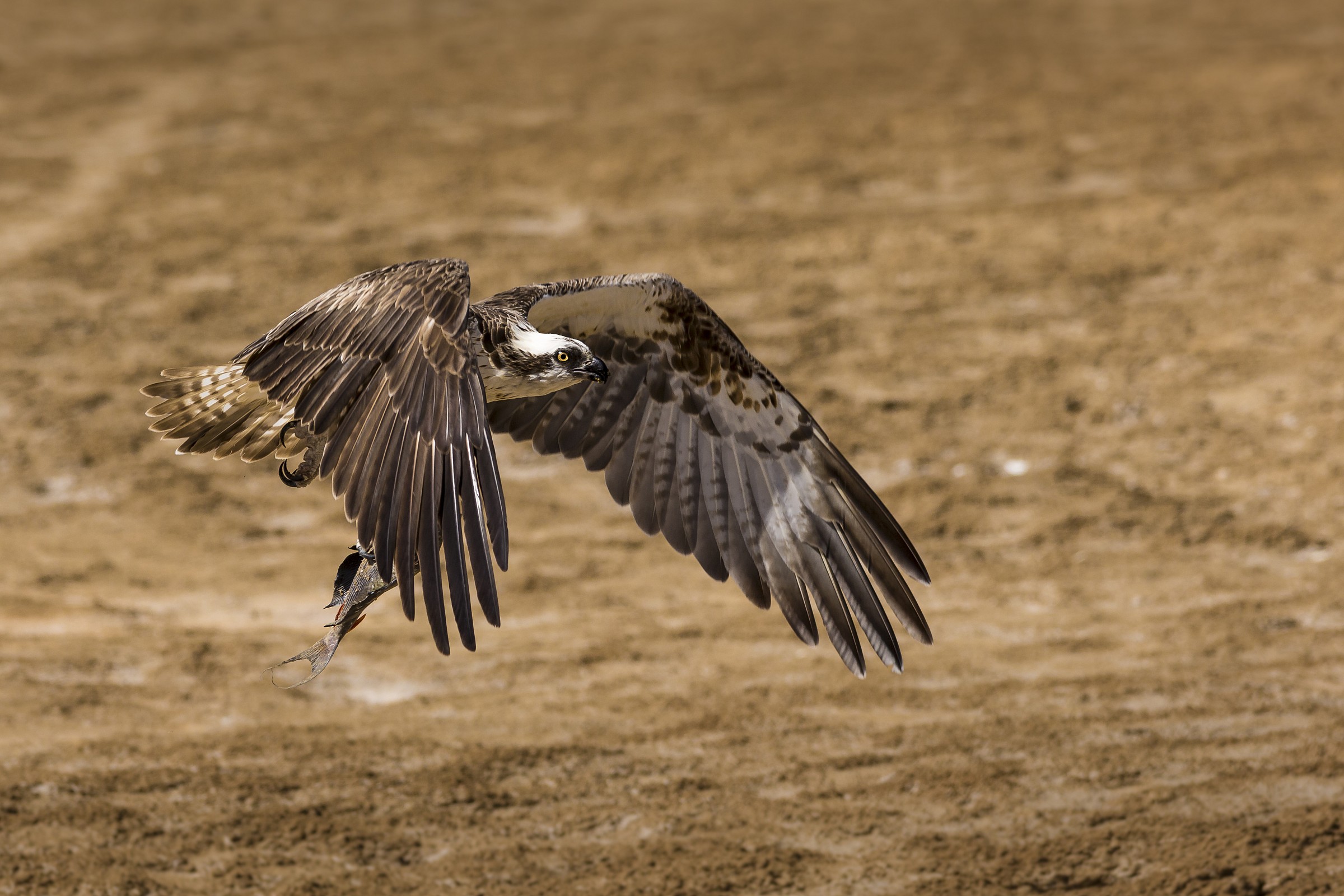 il bottino del falco