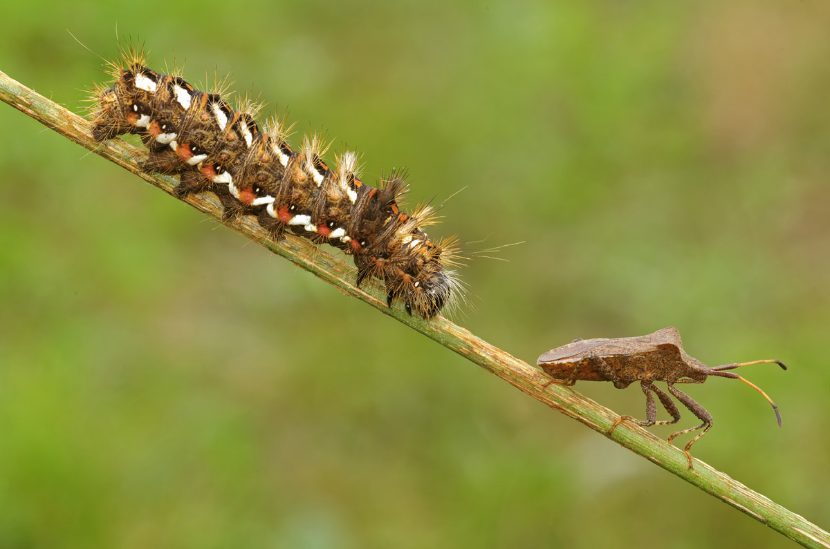 La guardia del corpo