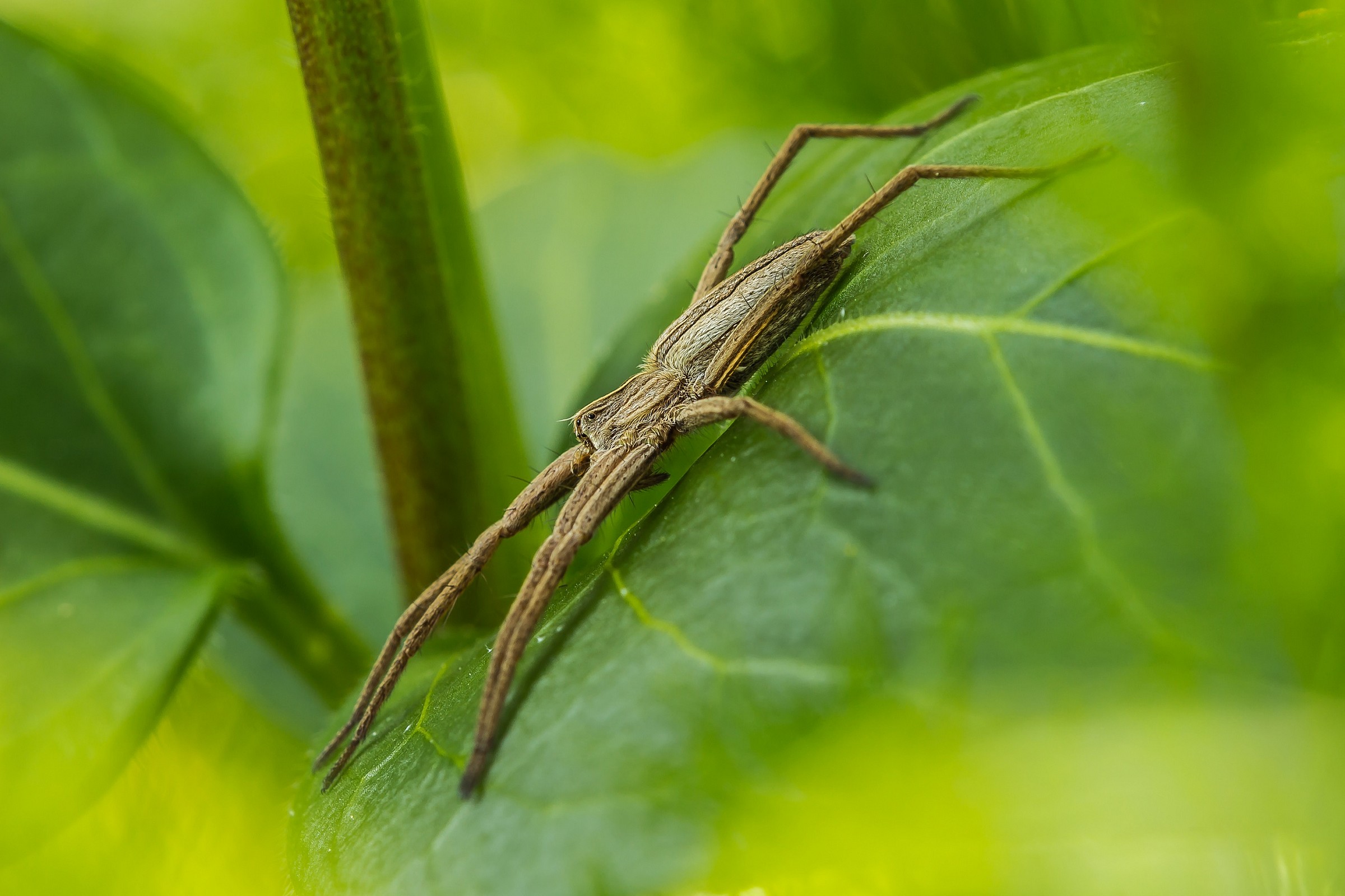 Pisaura Mirabilis (femmina)