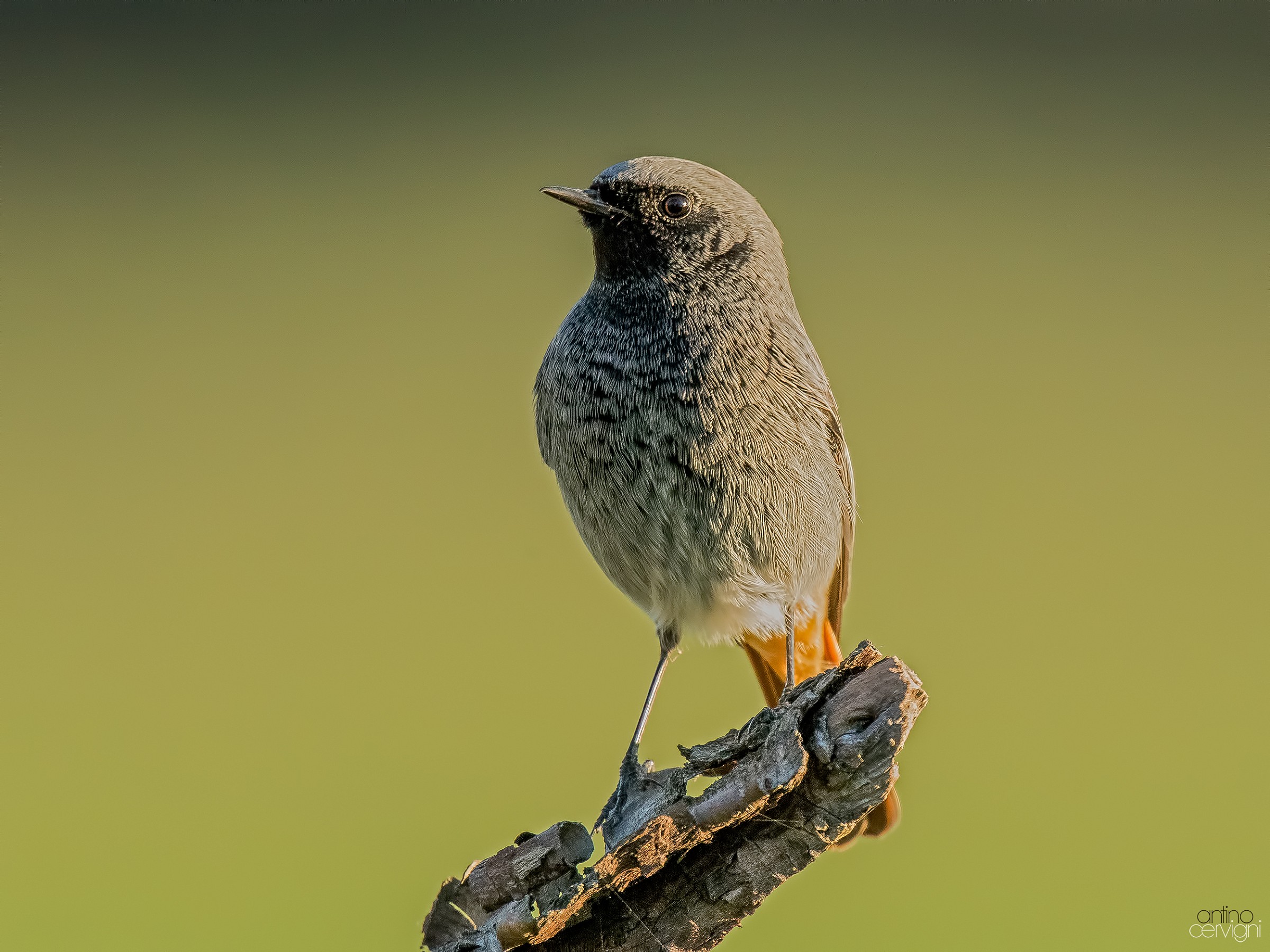 Black Redstart