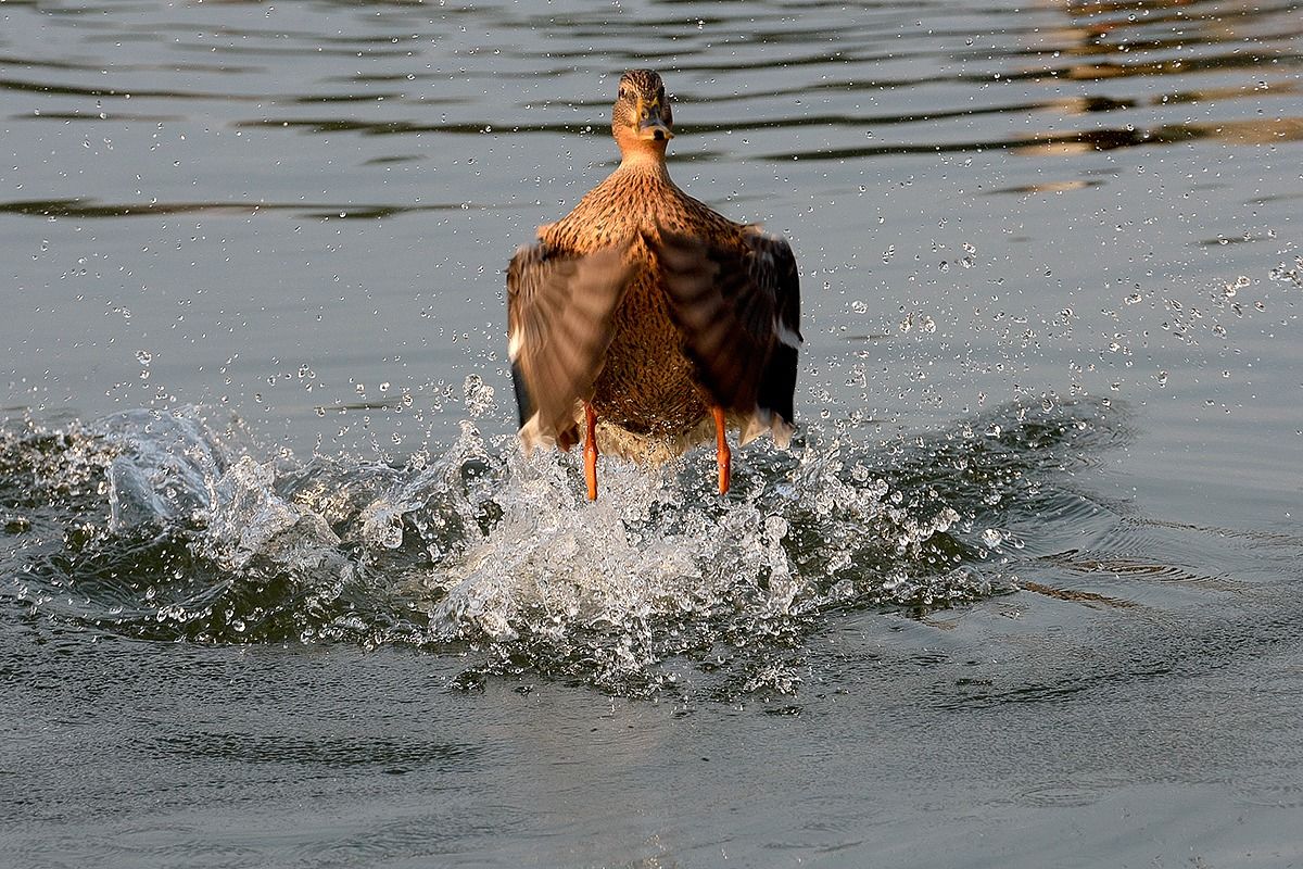 Germano Reale femmina