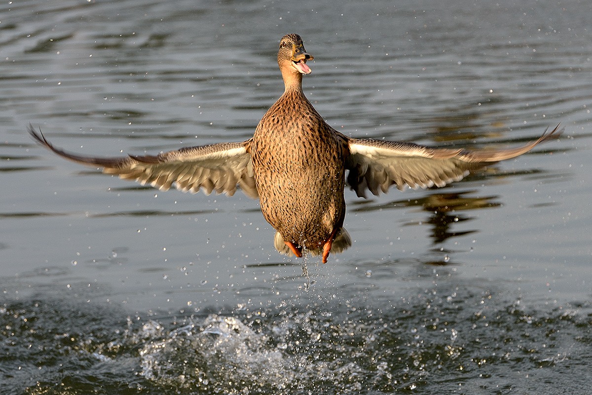 Germano Reale femmina
