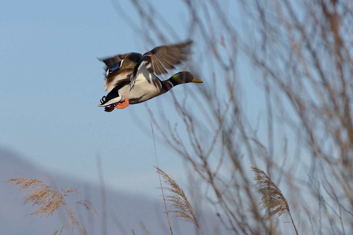 Germano Reale maschio
