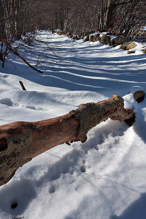 Parco dl Beigua- Torbiera del Laione