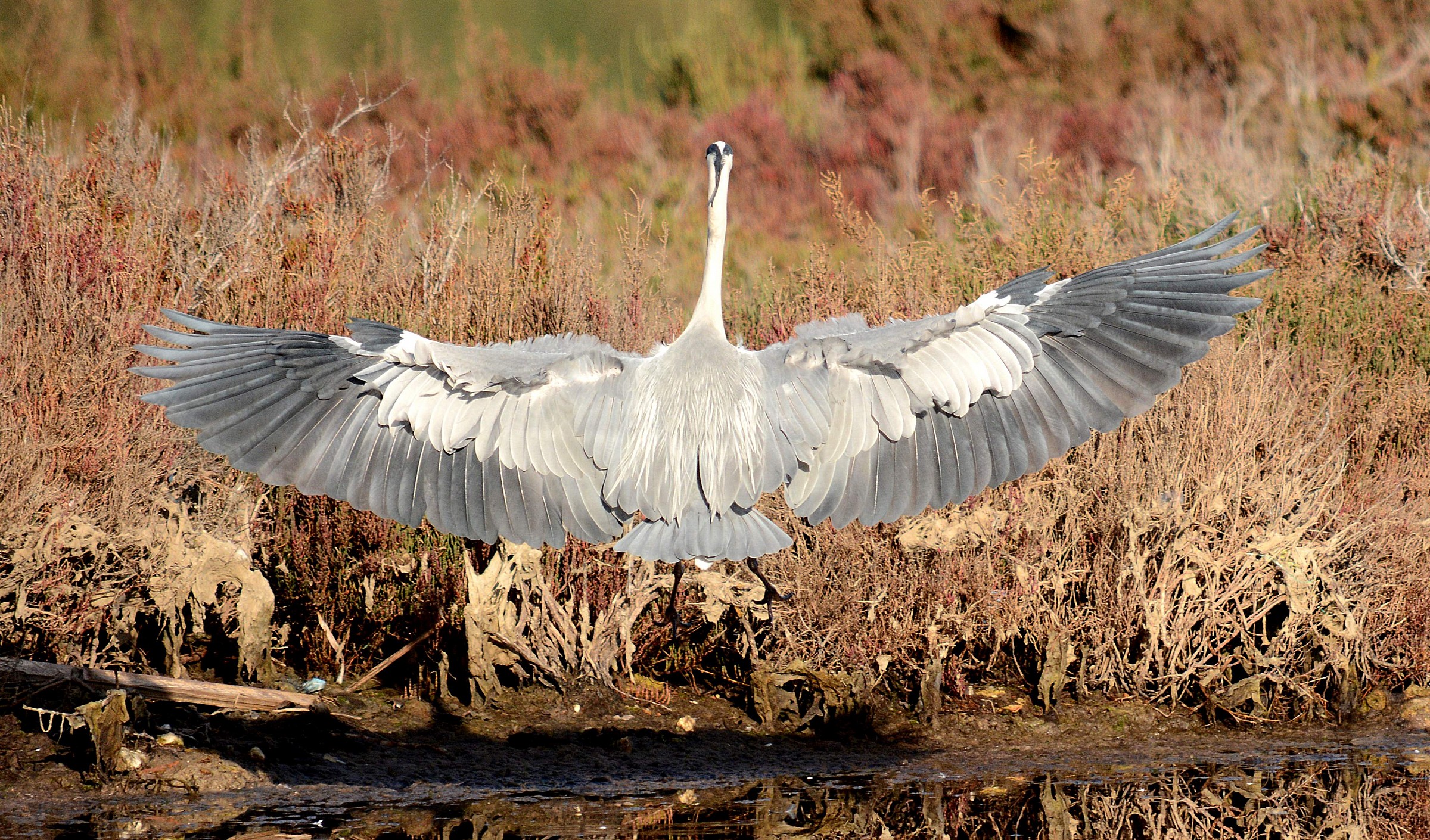 Airone cinerino.....in arrivo!