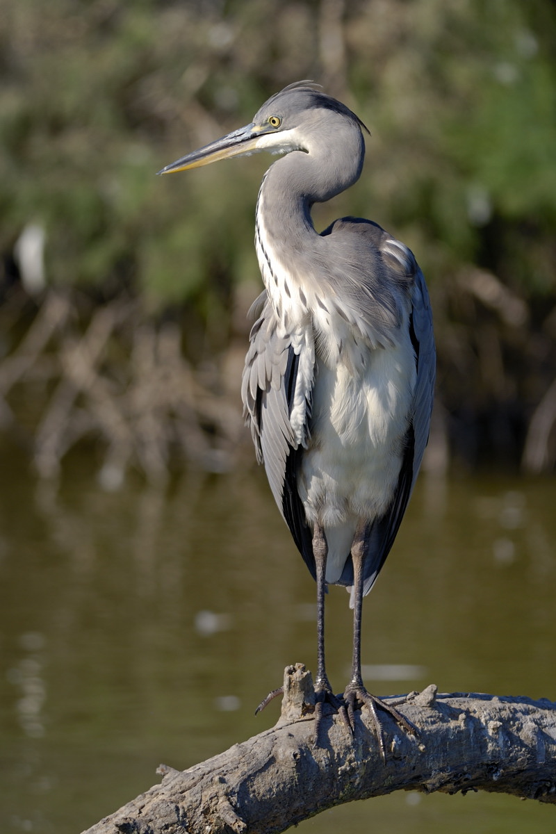 Heron