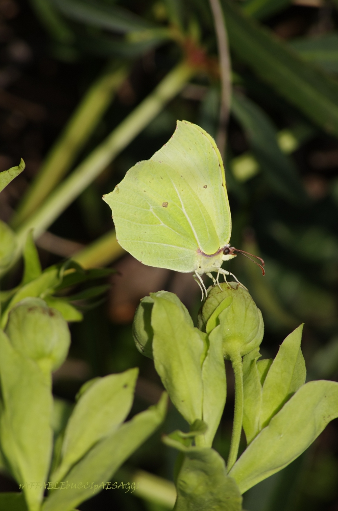 Elleboro e/o Farfalla?